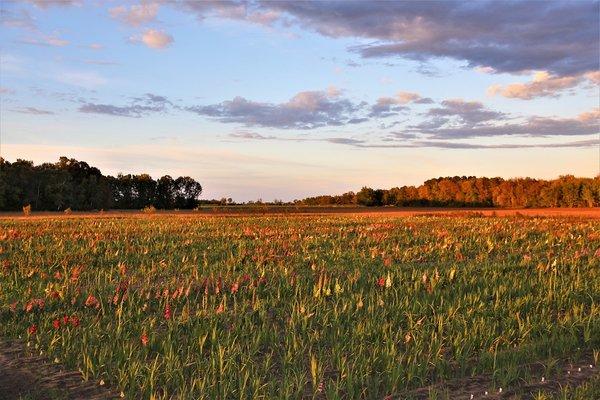 Sunset on the glad fields at Honker Flats.