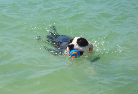 Louie cooling off in the gulf from the hot Florida sun.