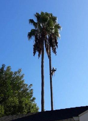 Tree trimming a gorgeous palm.