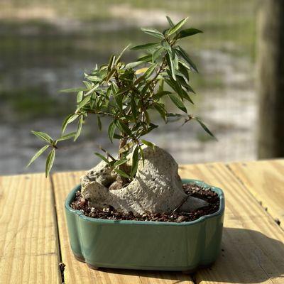 Willow Leaf Ficus over rock in Japanese Pot.