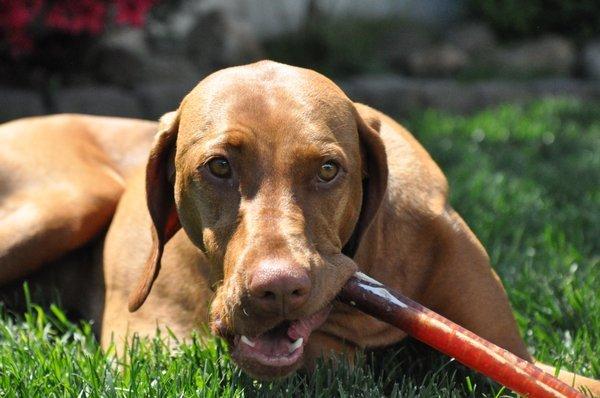 Bully Sticks