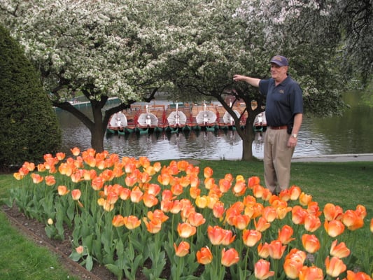 The Swan Boats in the Public Garden