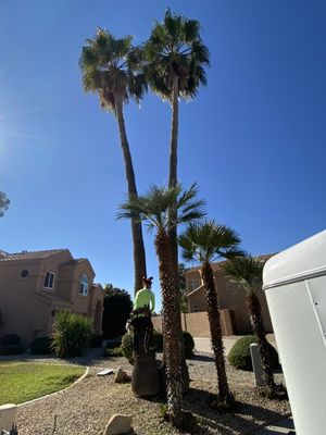 Tall palm trimming