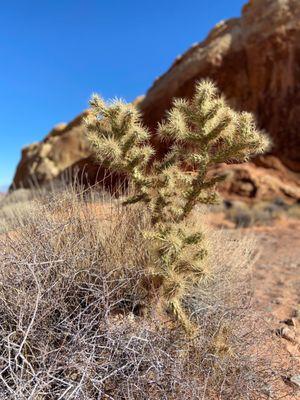 Teddy Bear Cactus