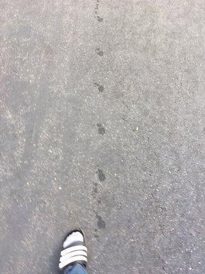 Oil stains left on our driveway