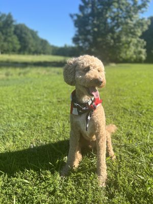 Teddy loving his new hair cut!