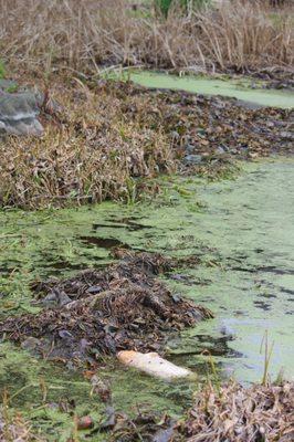 What happened to the pond? Well ask management.