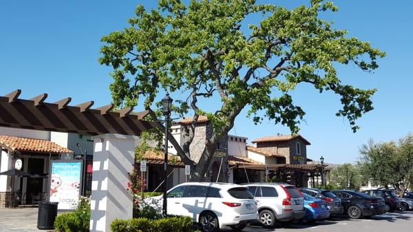 Oak tree with spring leaves