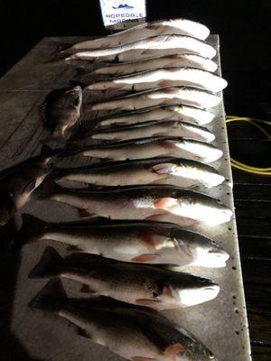 Redfish,sheepshead,flounder,Gar and black drum