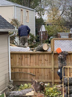 Crew removing tree