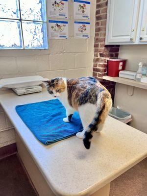 Getting cozy with her surroundings. Waiting to see the doc! The docs here are all great. Very chill for cat owners.