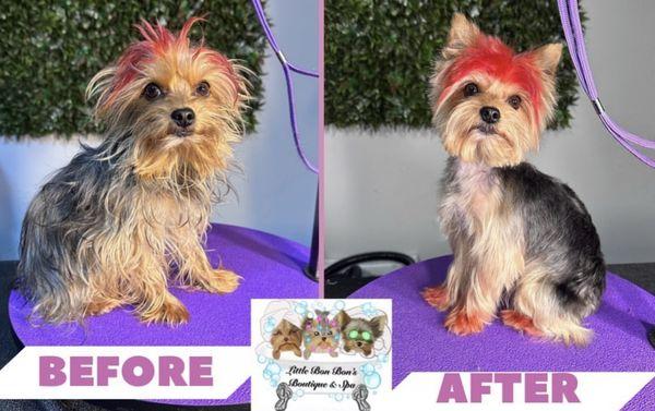 Full groom with add on for dog friendly dye