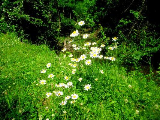 Wildflowers