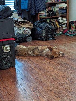 New puppy resting after first visit.