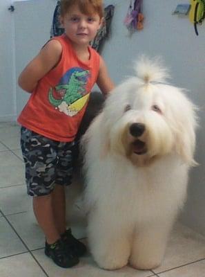 Big fluffy show dogs too!