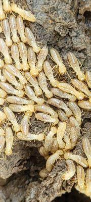 Subterranean Termites