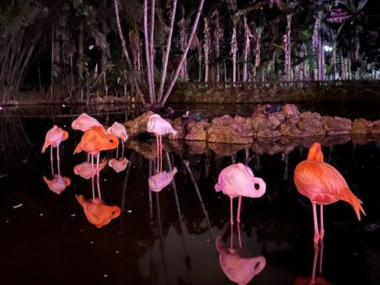 Flamingo Gardens