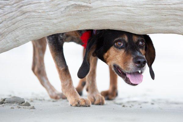 Pet Portrait Jekyll Island