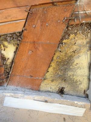 Honeybees make honey inside roofs, walls, floors and any other cavity.  Remove the honey along with the bees to solve it.