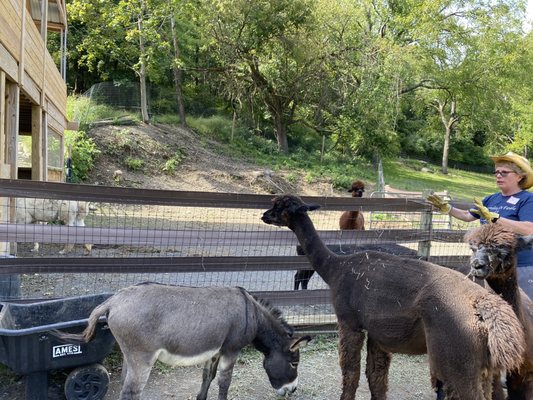 Female alpaca with male donkey