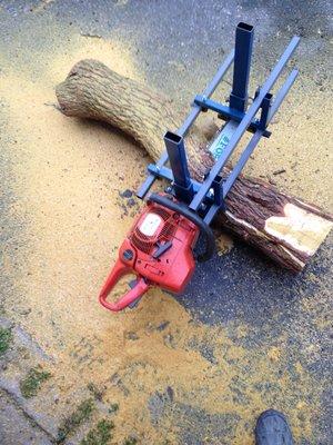 Alaskan chainsaw milking of Osage tree