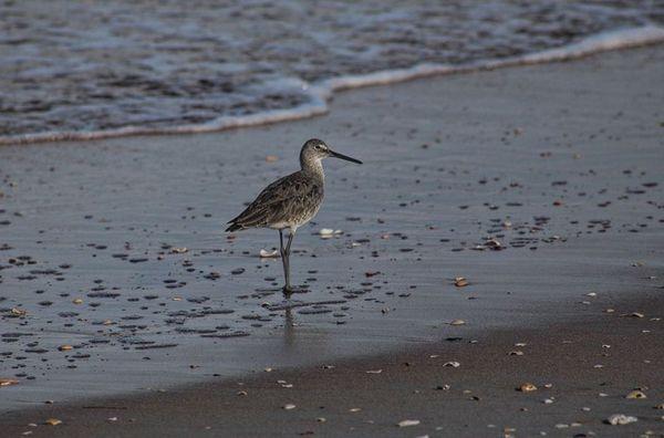 Wildlife Photography