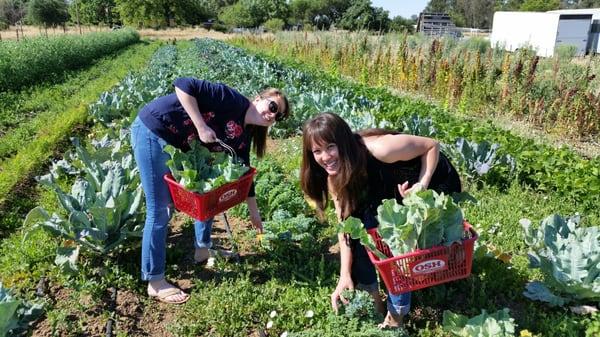 Farm Club members picking what they like.