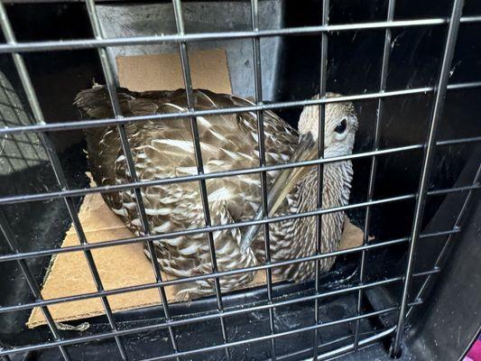 An injured bird that will be rehabilitated at a bird sanctuary, all thanks to Marcus for helping me find a good net to catch it with.