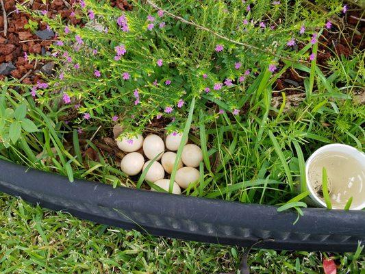 Yes, that is 9 eggs! I was leaving the OTS "The Bus" facilities and someone told me the resident hen laid these eggs. Cool yeah?