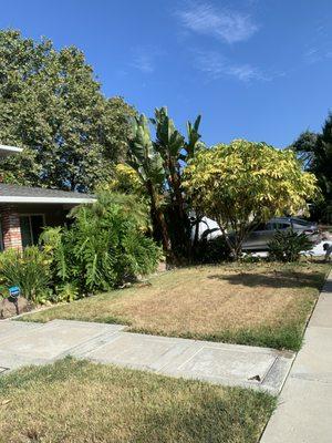 Tupidanthus Variegata that grows outside in the East Bay for inside your home or landscape.