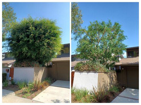 Tighten form while maintaining natural shape. Thin as needed to allow fore more light to the courtyard and tree interior.