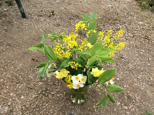 Daffodils, soloman seal, and wild mustard