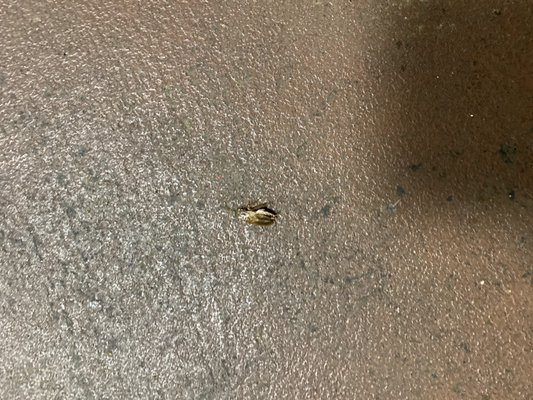 Dead roach in hallway close to kitchen