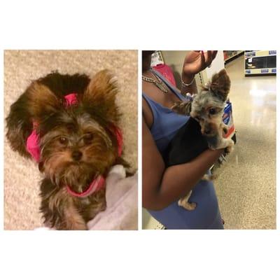 YORKIE puppy BEFORE- Petsmart vs. AFTER Petsmart. The groomers do not follow directions.