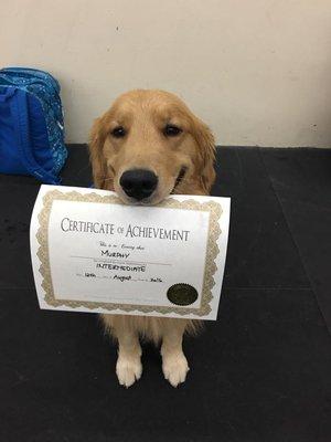 We teach pups to be Canine Good Citizens, and offer AKC CGC testing after the Intermediate class.