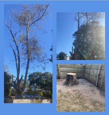 Pecan Tree Removal Struck By Lightning