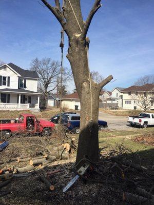 Tree removal