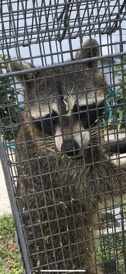 Raccoon using a customers attic.