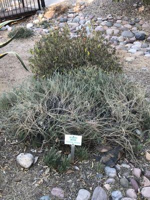 Example of labelling with also the Latin species designation. In this case, a Karoo Bush.