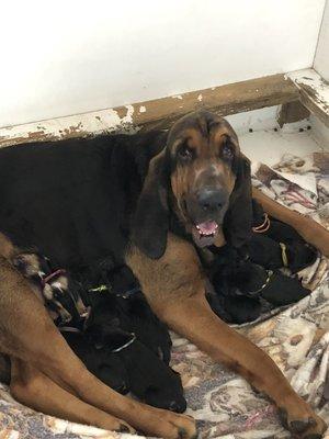 Whiskey and her puppies