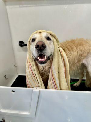 Lily in a self wash station