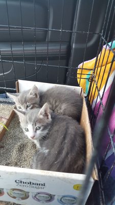 Two of the four murdered kittens by The Gloucester County Animal Shelter