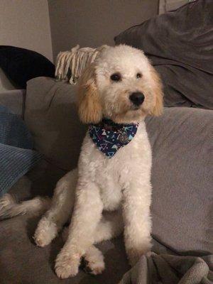 Stanley after his grooming appointment. He got a bandana too!