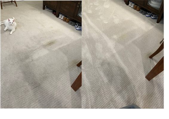 Steamaster Carpet Cleaning