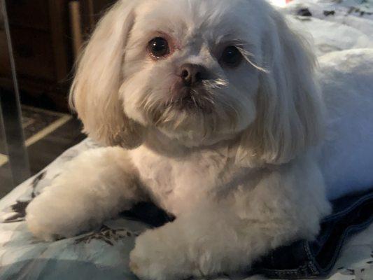 Cheyenne she was Groomed by Taylor She feels just like a Princess again Thank you Taylor for making her feel Beautiful