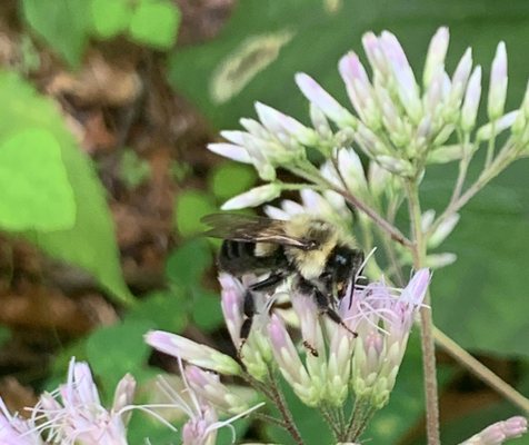 Eastern Bumble Bee