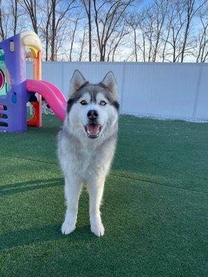 4-Legged Friends Daycare & Boarding