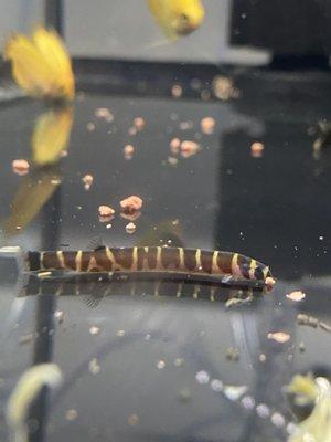 Stripped Kuhli Loach