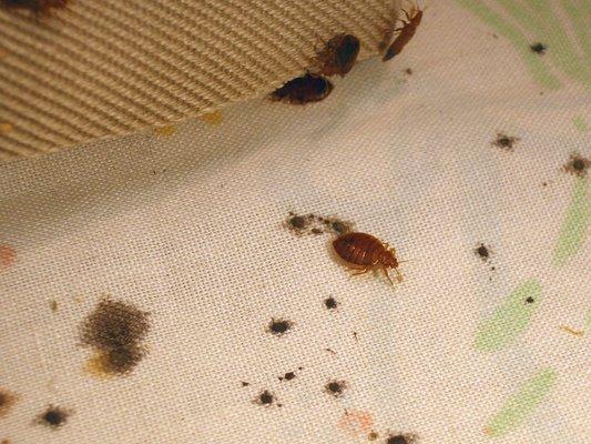 Bed bug ID