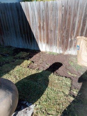 SOD installation
St.Augustine grass